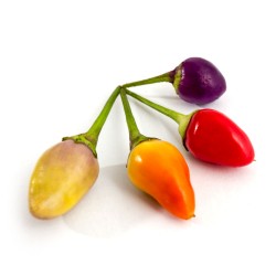 bolivian rainbow bolivian rainbow