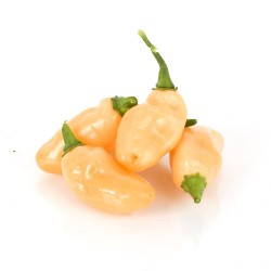 SET 4x ANCHILLIQUES SET 4x ANCHILLIQUES