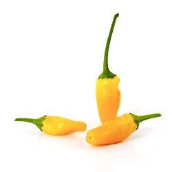 Tabasco short yellow