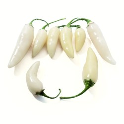 coyote zahn white coyote zahn white