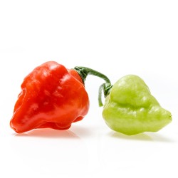 habanero billy goat habanero billy goat