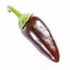 jalapeño azabache