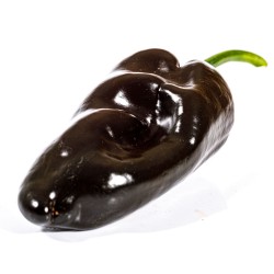 poblano 'ancho' negro poblano 'ancho' negro
