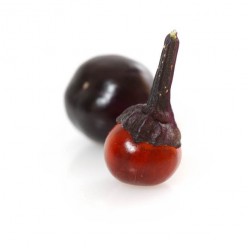 purple flash purple flash