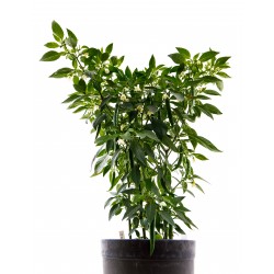 SET 4x URBAN HERBS SET 4x URBAN HERBS