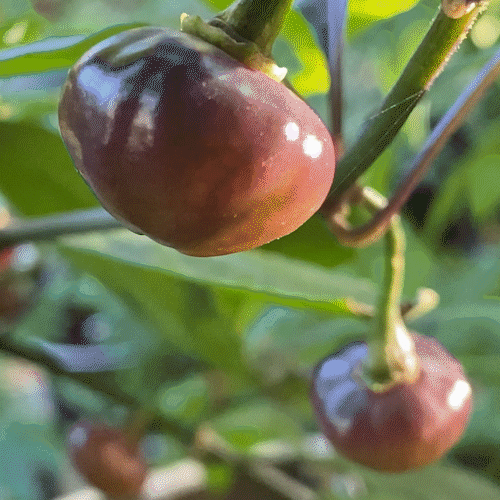 Capsicum Baccatum